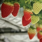 いちご農家Cafe Goccia - 