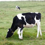 山本小屋 ふる里館 - 