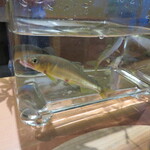 湖里庵 - ①元気いっぱいが・・。