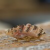 鮨和 - （追加）握り　炙りカマス