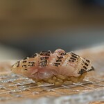 265741716 - （追加）握り　炙りカマス