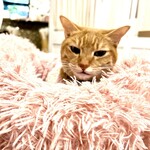 ミャゴラーレ - 看板猫ちゃん