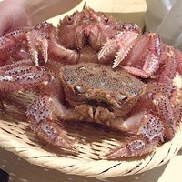 鯛良 白金店 - 毛蟹(いきてます)