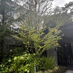 旧軽井沢KIKYOキュリオ・コレクションbyヒルトン - 