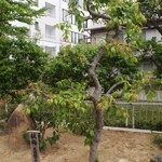 星合茶寮 - 天満宮なので梅が名物