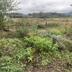 石窯pizzaのがにっちょ - 庭にはハーブや野菜がたくさん