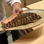 日本料理 新茶家 - 超でかいクルマエビ