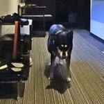 旅館・かじか荘 - 宿の老犬