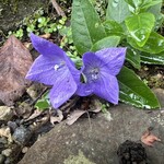 えんがわ茶屋 やまびこ - 