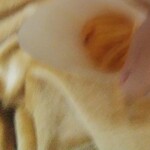 ミニストップ - 料理写真: