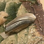 代官山 鮨 たけうち - 