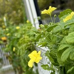 インデアンレストラン  ニューミラ - 涼しくなってからゴーヤは盛んに花を咲かせているけど、実を結ぶことはたぶん無い。ヤケクソか？
