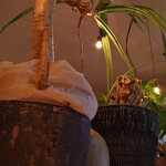 Alan. - 植物が出迎え