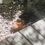 レストラン ウオゼン - オマケ：ワンコは縁側の影で爆睡中...