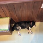 鎌倉乃豆柴カフェ - 