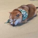 鎌倉乃豆柴カフェ - 