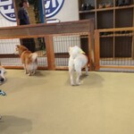 鎌倉乃豆柴カフェ - 