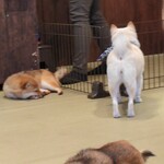 鎌倉乃豆柴カフェ - 