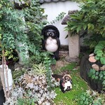 だるま寿し - 狸♪