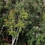 大元 - 帰路通り掛かった松見公園の木々がざわさわ。遠く無い落葉を予感してか、のおああるとおああると騒いでいるよう^_^