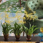 The Mandarin Oriental Shop - 