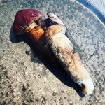 飛騨季節料理 肴 - 