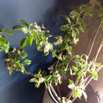 サーカス - リンゴの花＠2014年4月