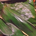 サイーファ ケバブ アンド ビリヤニ - 