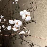 櫻木 - ナンキンハゼ