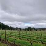 Ashton Hills Vineyard - 