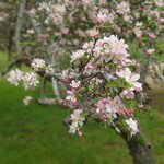 Ashton Hills Vineyard - 