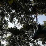 なんじゃもんじゃカフェ - 