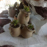 ガーデンカフェドットコム - お庭のサボテン