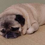 お菓子とくつろぎとこむぎさん - かわいい