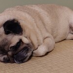 お菓子とくつろぎとこむぎさん - かわいい！！