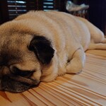 お菓子とくつろぎとこむぎさん - かわいい！！！