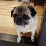 お菓子とくつろぎとこむぎさん - 出迎えてくれるこむぎさん