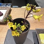 SCALAE - ・生の紅菜苔
      ・菜の花マヨネーズ