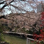 扇一 ます寿し本舗 - 【番外編】いたち川の桜