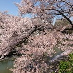 扇一 ます寿し本舗 - 【番外編】いたち川の桜