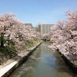 扇一 ます寿し本舗 - 【番外編】小島町信号の辺りのいたち川の桜並木