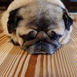 お菓子とくつろぎとこむぎさん - かわいい！！！！おもちみたい。