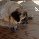 お菓子とくつろぎとこむぎさん - 3日後のこむぎさん（日中に子供が来ていてはしゃぎすぎて疲れているらしい）