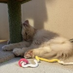 ちいさな猫カフェ みゅ～い - 