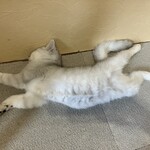 ちいさな猫カフェ みゅ～い - 