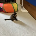 ちいさな猫カフェ みゅ～い - 