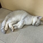 ちいさな猫カフェ みゅ～い - 