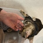 ちいさな猫カフェ みゅ～い - 