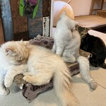 ちいさな猫カフェ みゅ～い - 