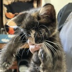 ちいさな猫カフェ みゅ～い - 